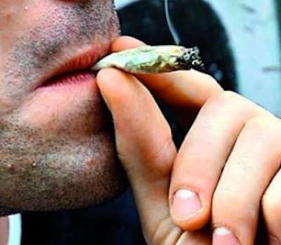 cannabis cannabis