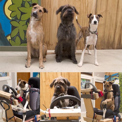 Driving dogs Imagen: Markvette.com
