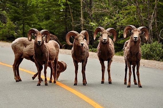 animales