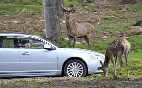 RACC publica un estudio con consejos para evitar los choques con animales en la carretera